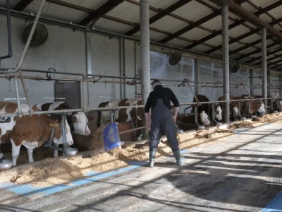 Farma "Janjić Simental Breed" u Jenjiću kod Orašja