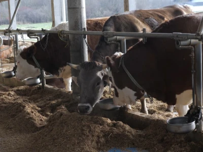 Farma "Janjić Simental Breed" u Jenjiću kod Orašja