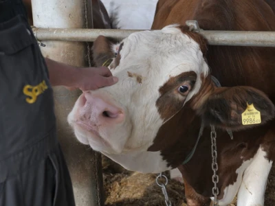 Farma "Janjić Simental Breed" u Jenjiću kod Orašja