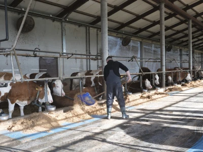 Farma "Janjić Simental Breed" u Jenjiću kod Orašja