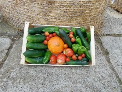 Farma Jokić