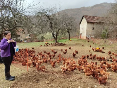 Farma koka u Prozor-Rami