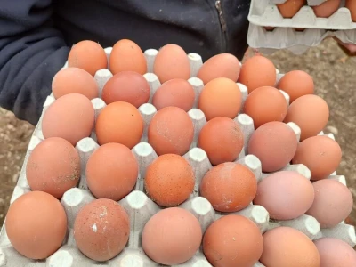 Farma koka u Prozor-Rami