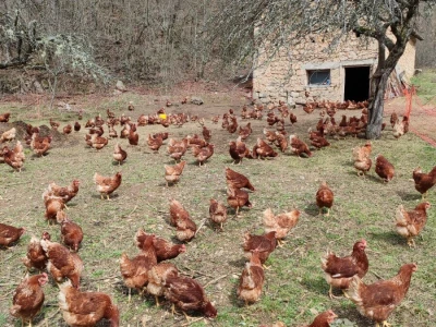 Farma koka u Prozor-Rami