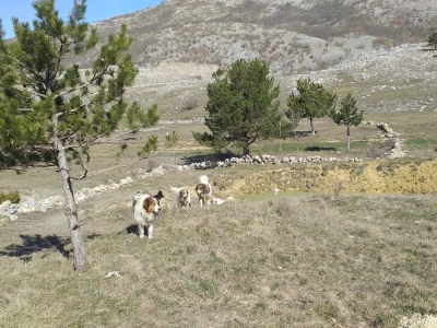 Farma koza Duvno