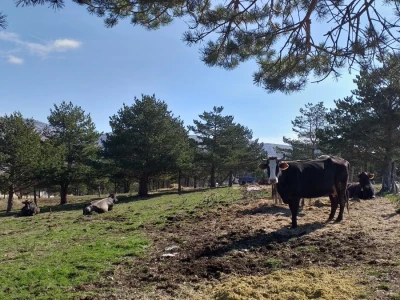 Farma koza Duvno