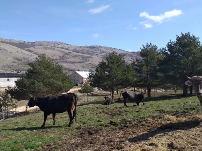 Farma koza Duvno