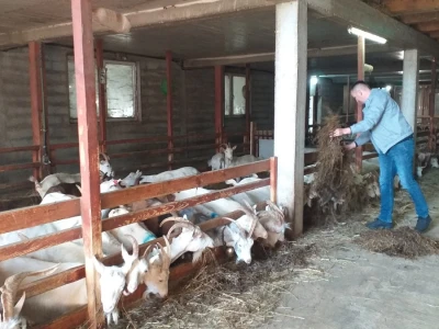 Farma koza Duvno