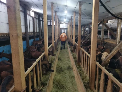 Farma koza u mjestu Šujice kod Livna