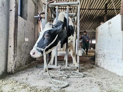 Farma krava Butmir - HF pasmina