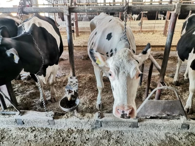 Farma krava Butmir - HF pasmina