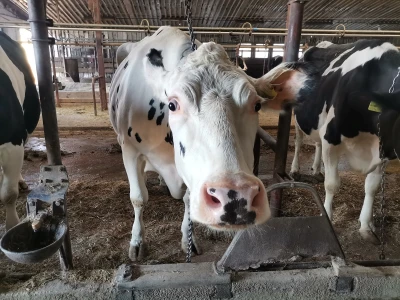 Farma krava Butmir - HF pasmina