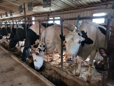 Farma krava Butmir - HF pasmina