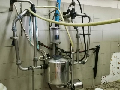 Farma krava Butmir - HF pasmina