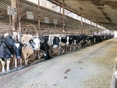 Farma krava Butmir - HF pasmina