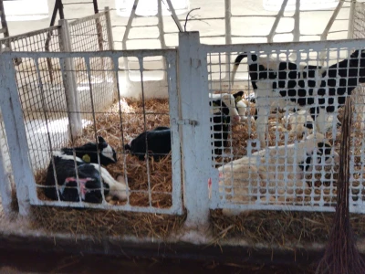 Farma krava Butmir - HF pasmina