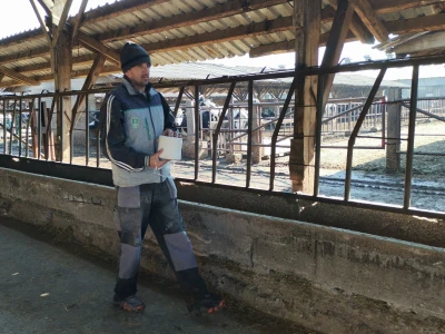 Farma krava Butmir - HF pasmina
