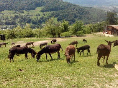 Farma magaraca Zavidovići - Mali farmer