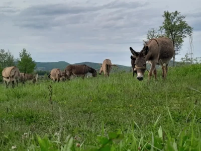 Farma magarica Motičić