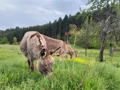 Farma magarica Motičić