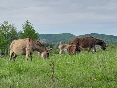 Farma magarica Motičić
