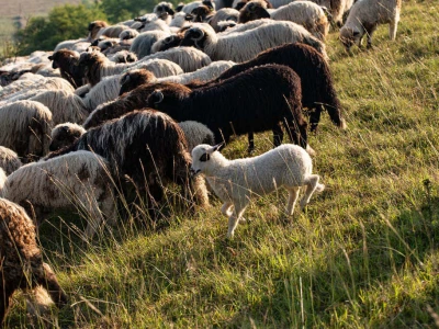 Farma Malak dobila halal certifikat