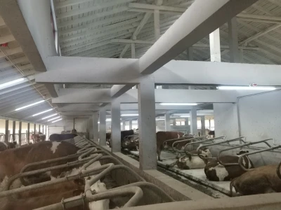 Farma muznih krava u Vitezu