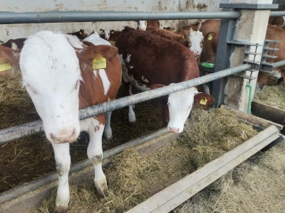 Farma muznih krava u Vitezu