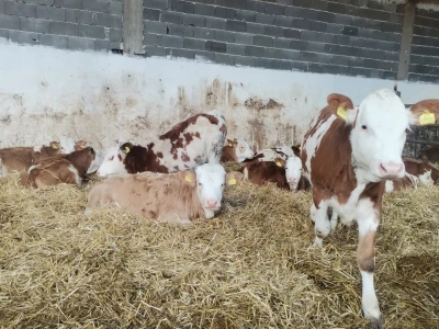 Farma muznih krava u Vitezu