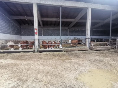 Farma muznih krava u Vitezu