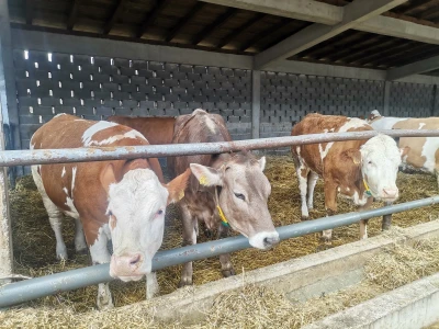 Farma muznih krava u Vitezu