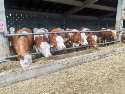 Farma muznih krava u Vitezu