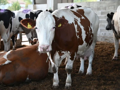 Farma muznih krava "Zara"