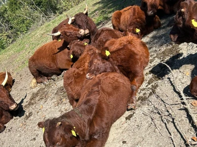 Farma Ohran