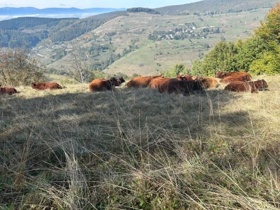 Farma Ohran