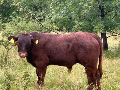 Farma Ohran