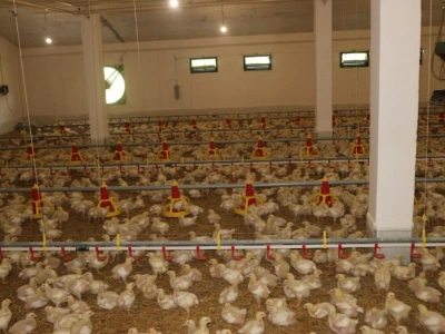 Farma pilića "Pileti" iz Bratunca