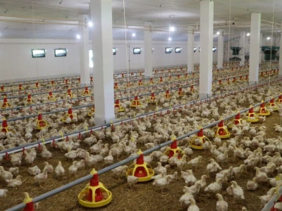 Farma pilića "Pileti" iz Bratunca