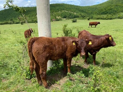FARMA PODHUM, centar izvrsnosti organskog uzgoja goveda pasmine salers