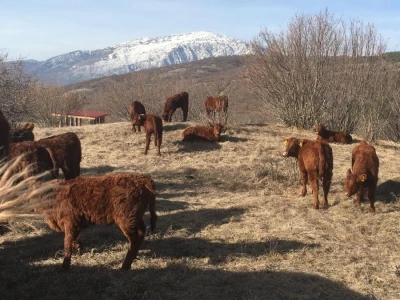 FARMA PODHUM, centar izvrsnosti organskog uzgoja goveda pasmine salers