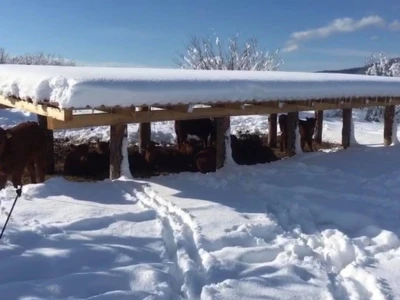 FARMA PODHUM, centar izvrsnosti organskog uzgoja goveda pasmine salers