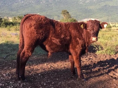 FARMA PODHUM, centar izvrsnosti organskog uzgoja goveda pasmine salers