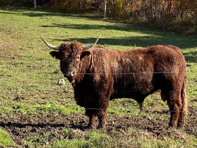 FARMA PODHUM, centar izvrsnosti organskog uzgoja goveda pasmine salers