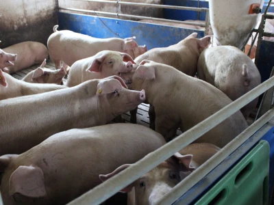 Farma Posušje