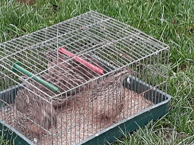 Farma prepelica