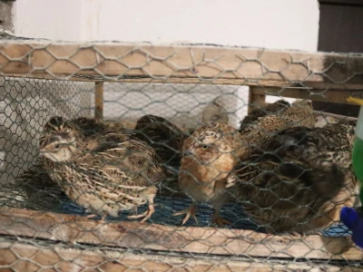 Farma prepelica Šijan