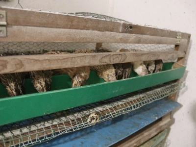 Farma prepelica Šijan