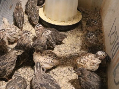 Farma prepelica Šijan