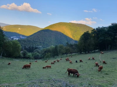 Farma škotskih goveda kod Jajca
