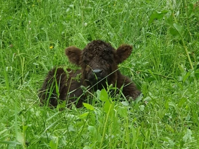 Farma škotskih goveda kod Jajca